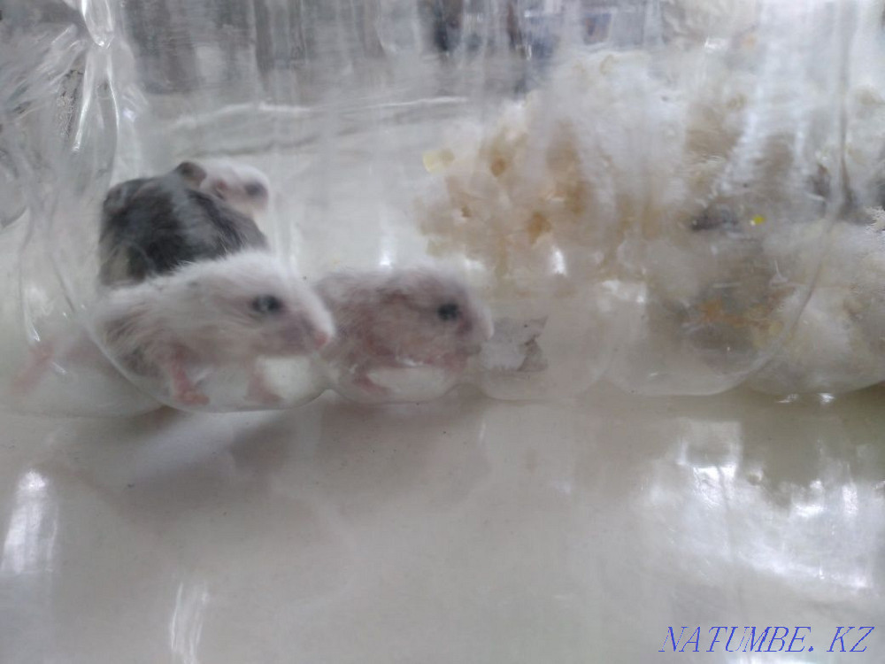 Подарю двух джунгарских хомячков  - изображение 5