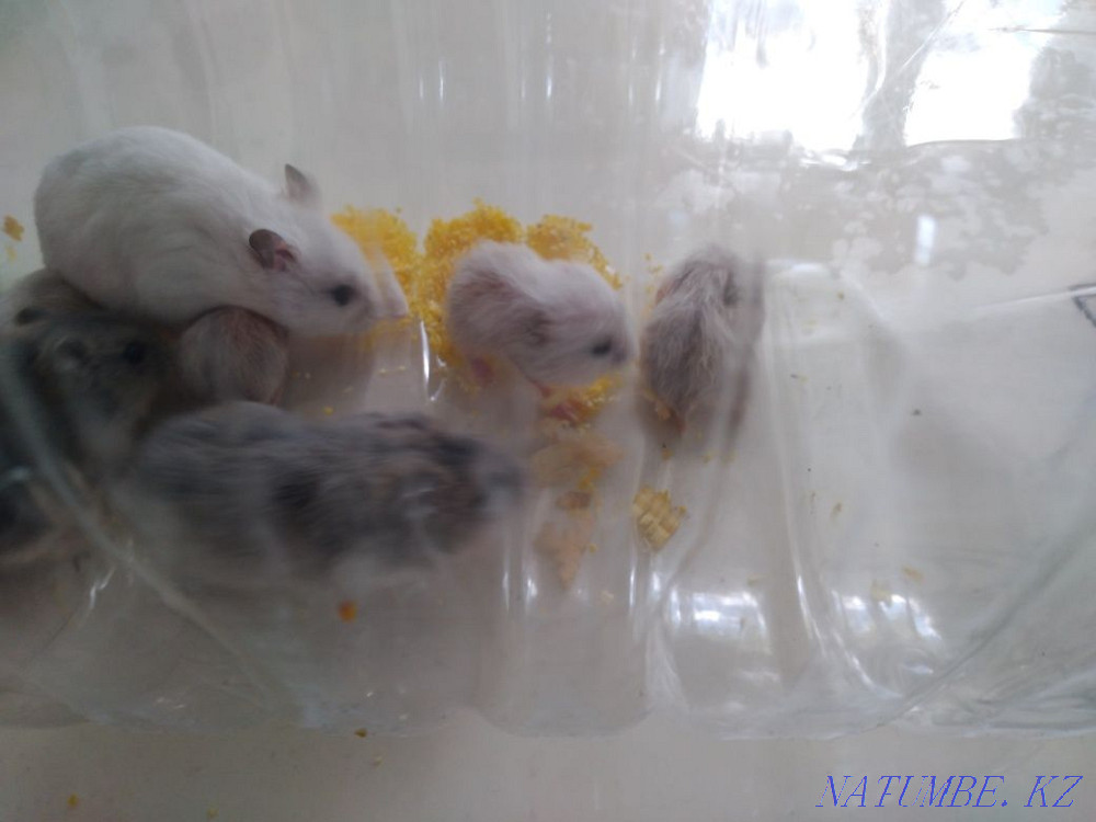 Подарю двух джунгарских хомячков  - изображение 1