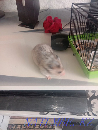 Hamster with net. Smart clean. Aqtobe - photo 3