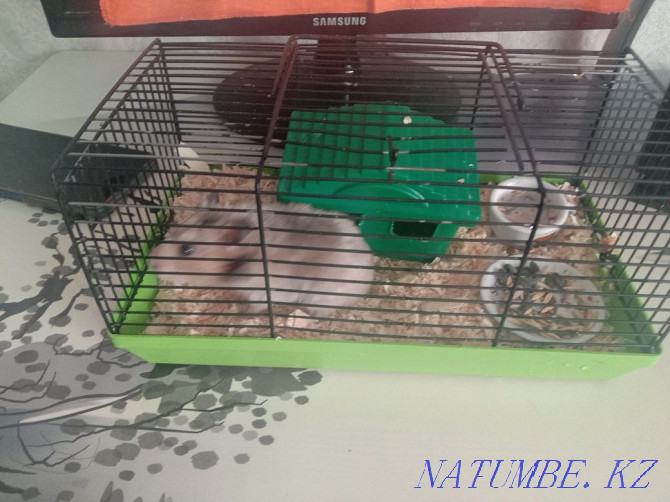 Hamster with net. Smart clean. Aqtobe - photo 2
