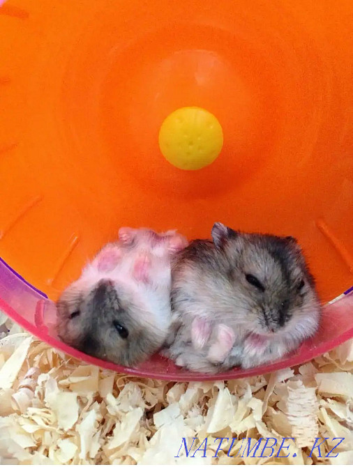 Djungarian hamster Ust-Kamenogorsk - photo 2