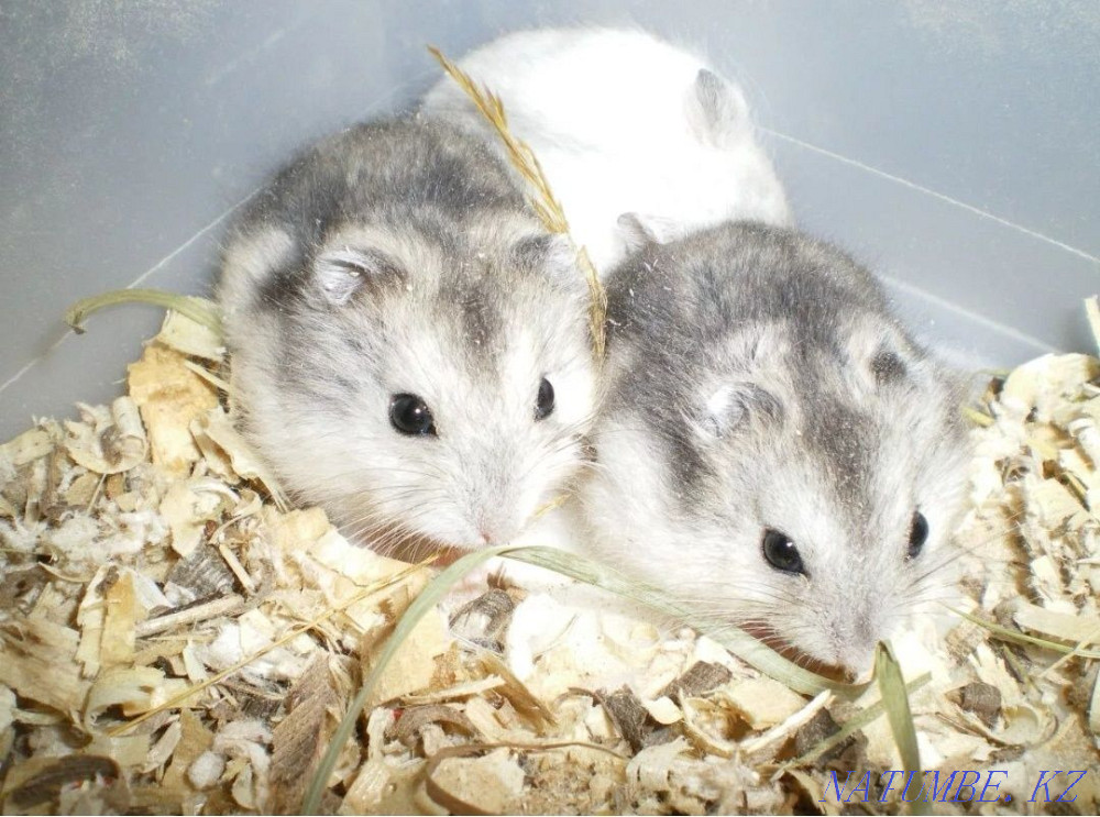 Djungarian hamster Ust-Kamenogorsk - photo 1