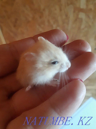 Cute hamsters are waiting for their kind, caring owners Taldykorgan - photo 3