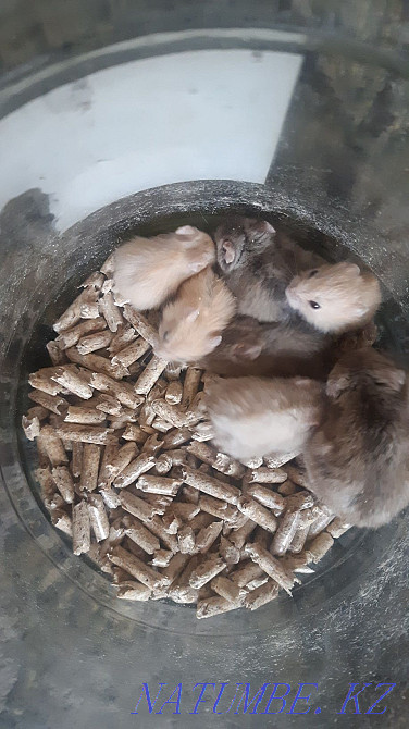 Милые хомики ждут своих добрых, заботливых хозяев Талдыкорган - изображение 1