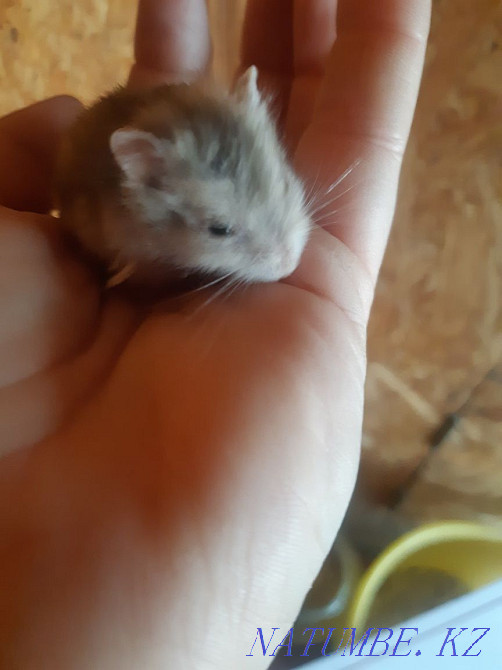 Милые хомики ждут своих добрых, заботливых хозяев Талдыкорган - изображение 2