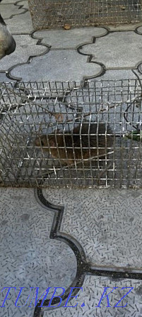 Rat trap, trap Astana - photo 2