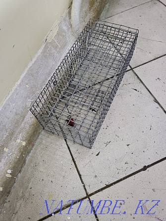 Rat trap, trap Astana - photo 1