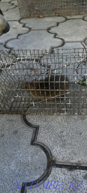 Rat trap, trap Astana - photo 2