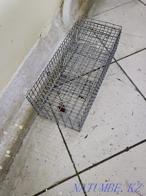Rat trap, trap Astana - photo 1