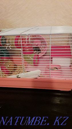 hamster cage for sale Aqsu - photo 1