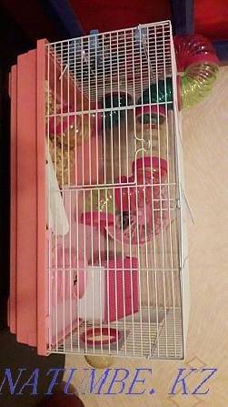 hamster cage for sale Pavlodar - photo 2