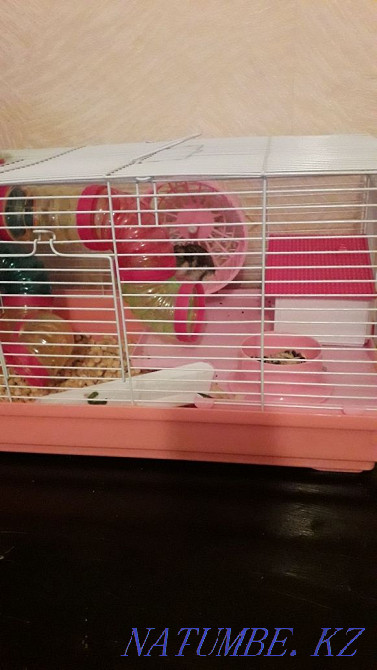 Продам клетку для хомячков Павлодар - изображение 1