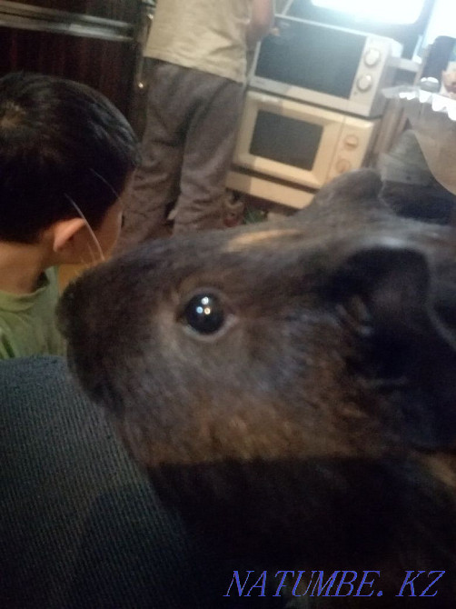 Кеңестік мельхиор бокалдарын сату  Алматы - изображение 2