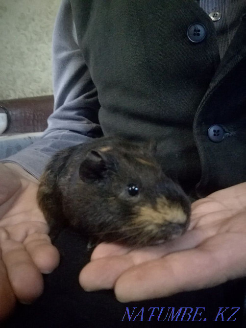 Кеңестік мельхиор бокалдарын сату  Алматы - изображение 3