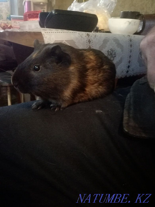 Кеңестік мельхиор бокалдарын сату  Алматы - изображение 6