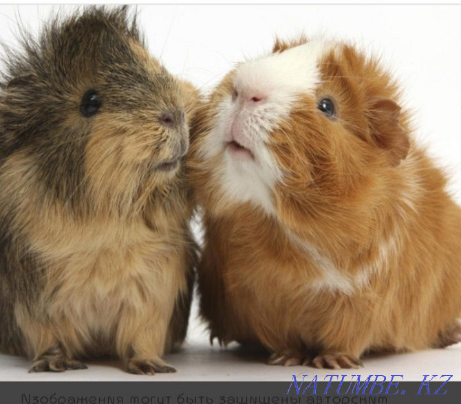 Guinea pigs 1.5 months Taldykorgan - photo 2