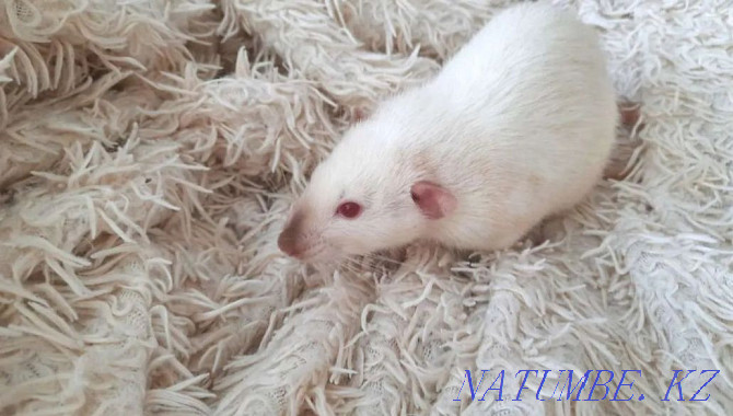 Продам белых крыс по 1000тг ( мальчик и девочка) Алматы - изображение 5