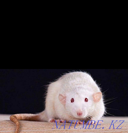 I will sell white rats for 1000tg (boy and girl) Almaty - photo 4