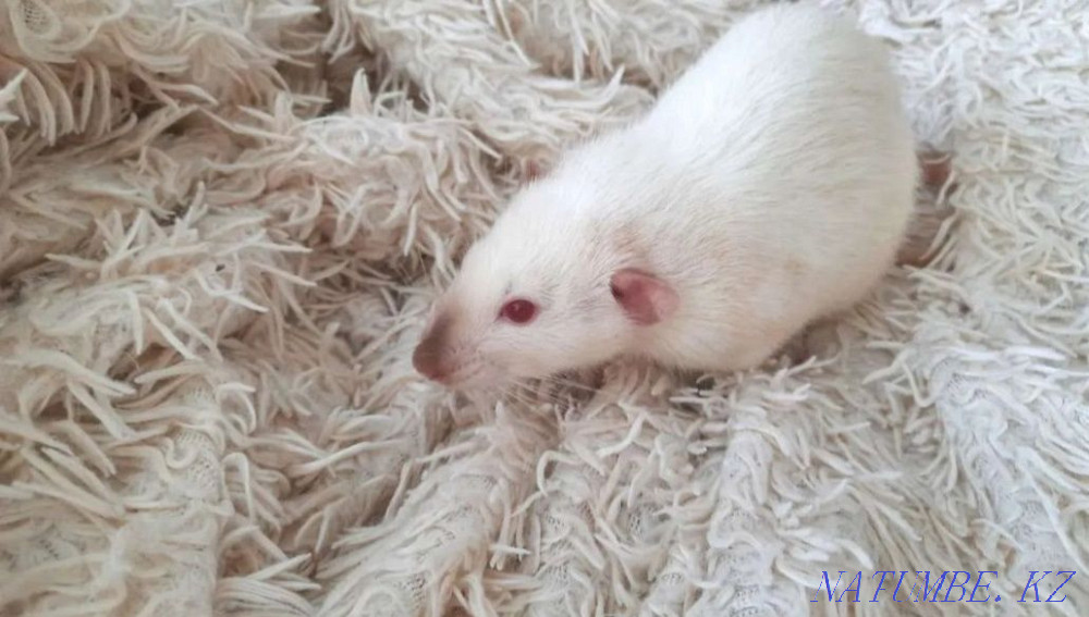 I will sell white rats for 1000tg (boy and girl) Almaty - photo 5