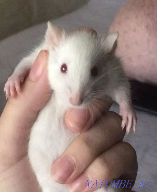 I will sell white rats for 1000tg (boy and girl) Almaty - photo 2