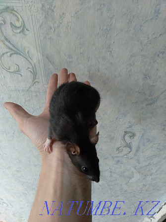 Декоративные крыски Костанай - изображение 5