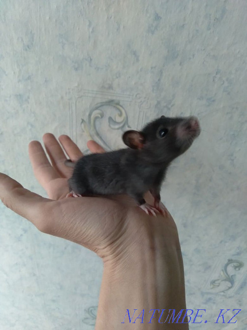 Декоративные крыски Костанай - изображение 2