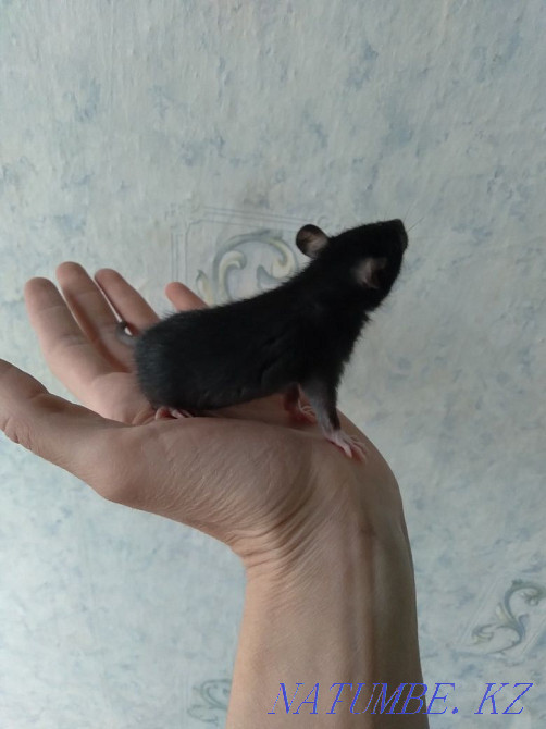 Декоративные крыски Костанай - изображение 1