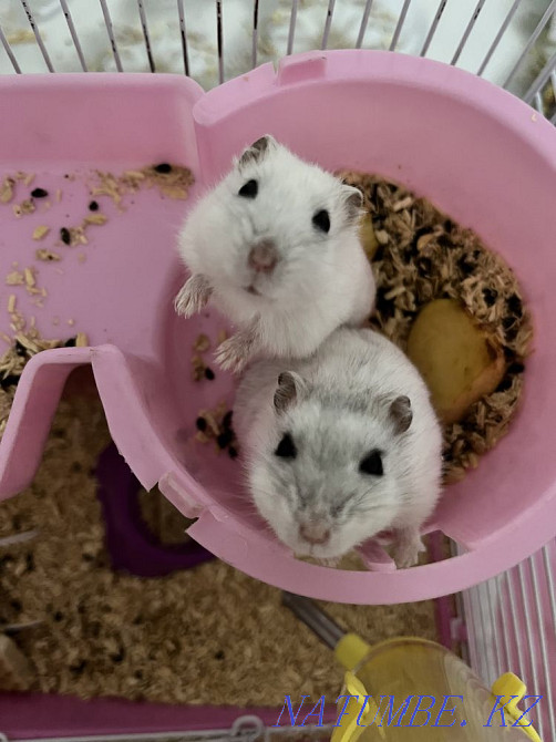 Хомяки-джунгарики Астана - изображение 1