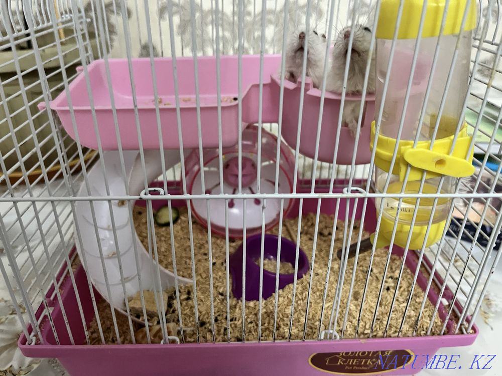 Хомяки-джунгарики Астана - изображение 2