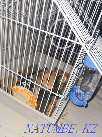 Hamster boy with cage and feeders for sale Astana - photo 1