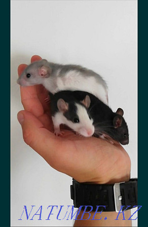 Rat pups are decorative Kostanay - photo 4