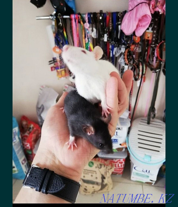 Rat pups are decorative Kostanay - photo 3