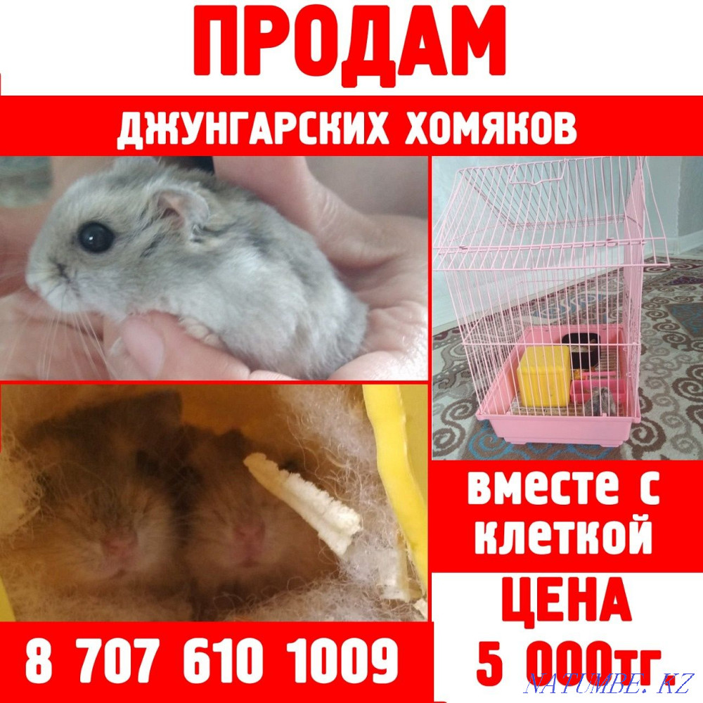 Объявления хомяков. 1 Kid 3 Hamsters Part 2. DOLLYFLESH Kill 3 Hamster. 1 Boy 3 Hamsters Full.