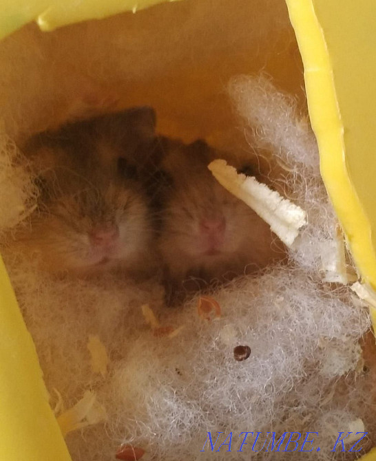 Sell Djungarian three hamsters  - photo 4