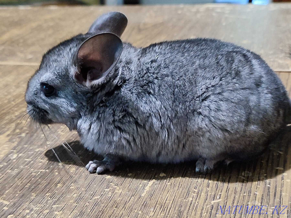 Шиншиллы 2.5 месяцев Талгар - изображение 2