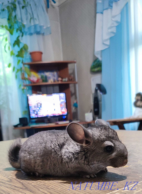 Шиншиллы 2.5 месяцев Талгар - изображение 5