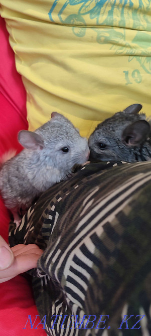 Шиншиллы 2.5 месяцев Талгар - изображение 8