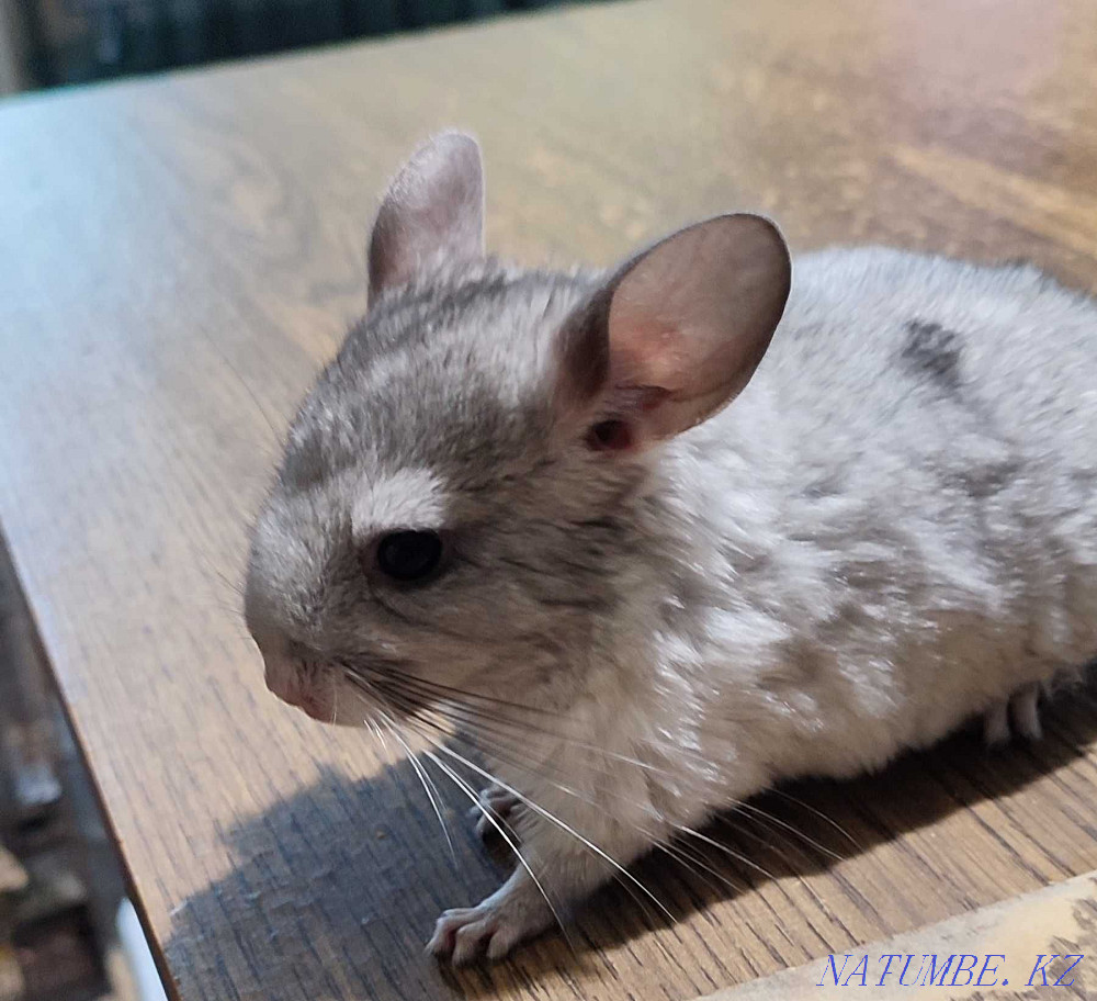 Шиншиллы 2.5 месяцев Талгар - изображение 1