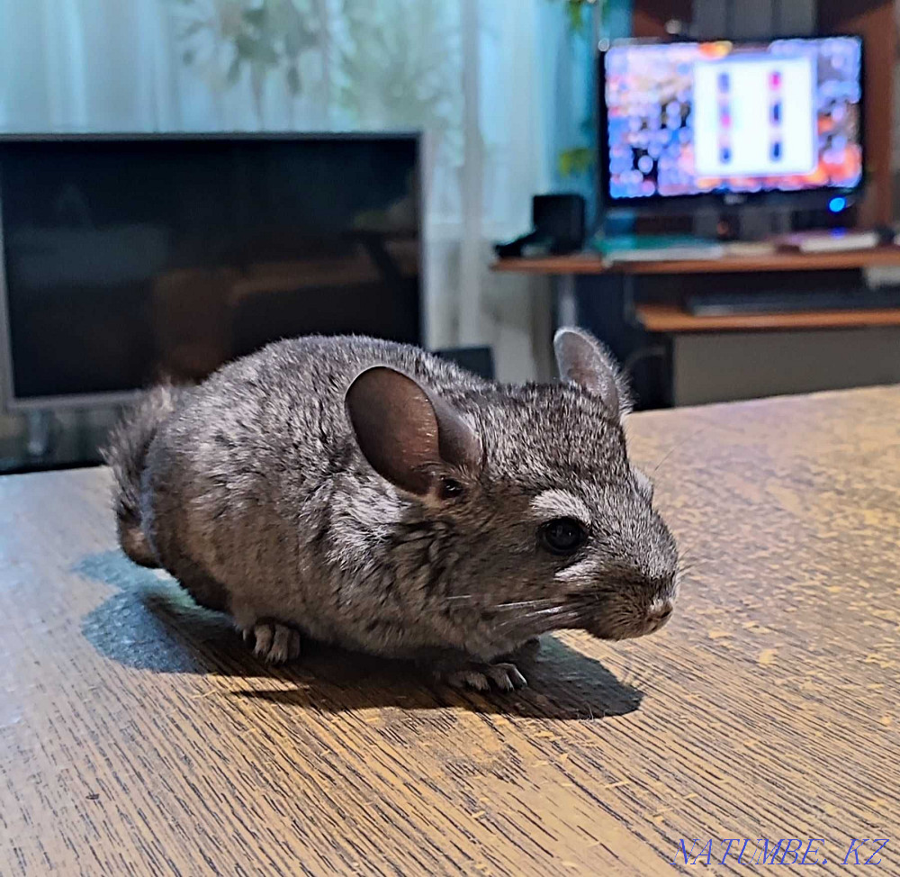Шиншиллы 2.5 месяцев Талгар - изображение 4