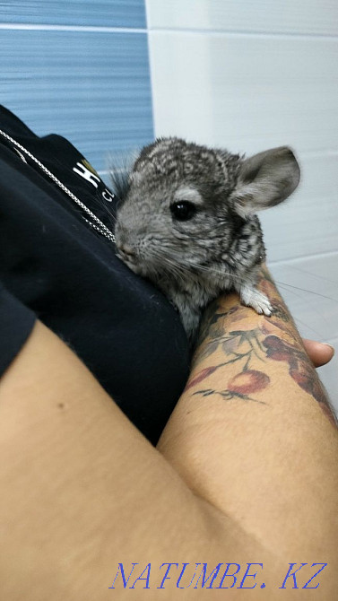 Chinchilla cub. Almaty - photo 3