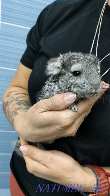 Chinchilla cub. Almaty - photo 2