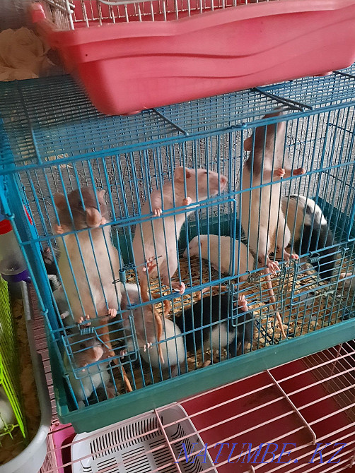 Крысы декоративные Актобе - изображение 2