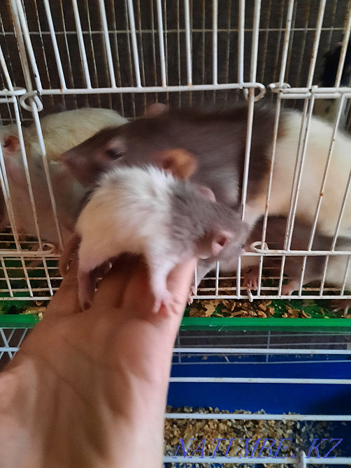 Крысы декоративные Актобе - изображение 1