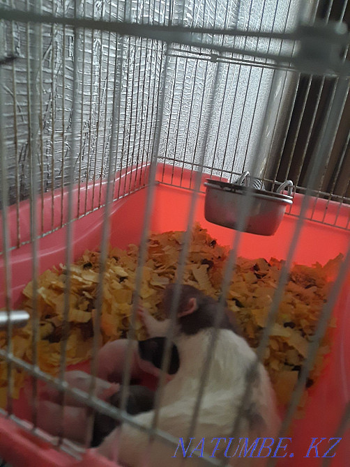 Крысы декоративные Актобе - изображение 5