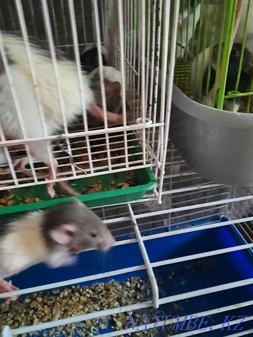 Крысы декоративные Актобе - изображение 4