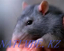 decorative rats Aqtobe - photo 1