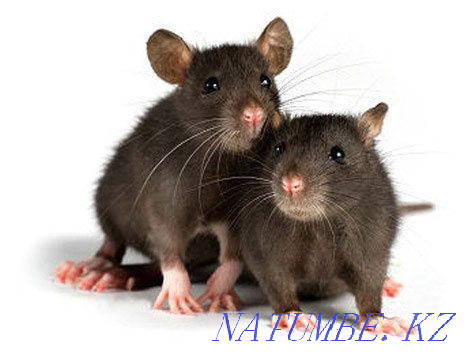 decorative rats Aqtobe - photo 2