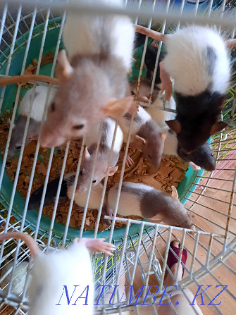 Decorative baby rats Aqtobe - photo 3