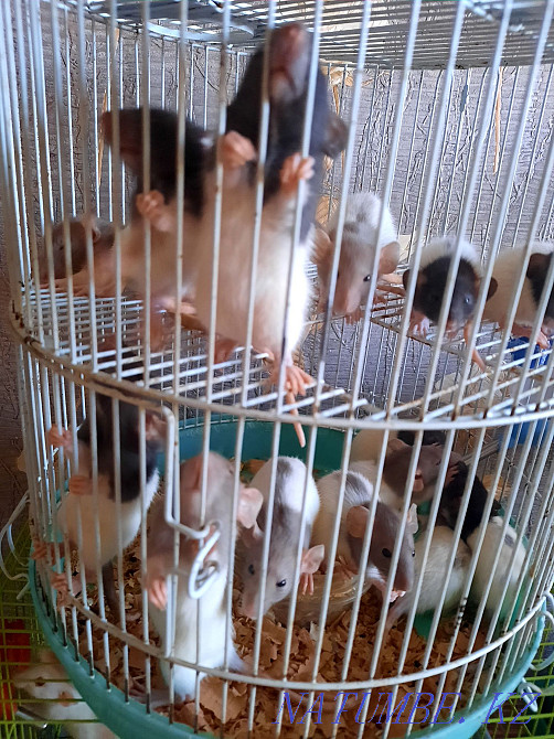 Decorative baby rats Aqtobe - photo 2