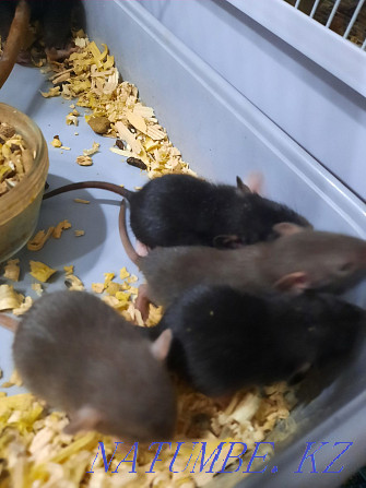 Decorative baby rats Aqtobe - photo 4